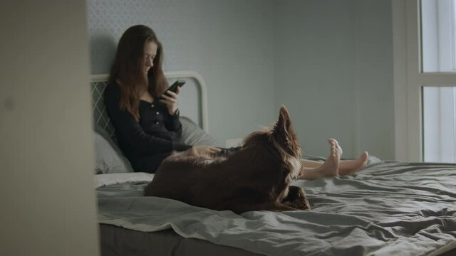 Brunette woman lounging on bed using her cell phone to browse social media with brown outbred dogs bathed in afternoon sunlight. A cinematic video card as a girl lies on a bed with a dog 