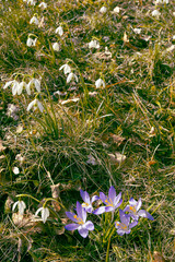 lila Krokusse blühen vor Schneeglöckchen im Frühjahr zwischen braunen Blättern und Grashalmen in der Sonne