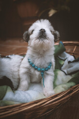 cachorrito con collar