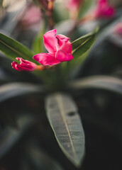 Pinker Oleander blüht