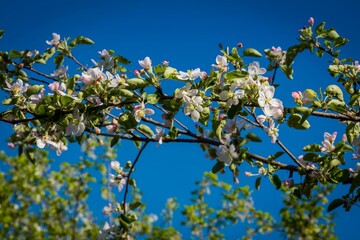 White spring blossom trees