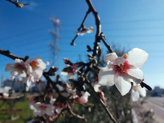 Spring in city. Branches of blooming apricot tree with power lines and blue sky in the background