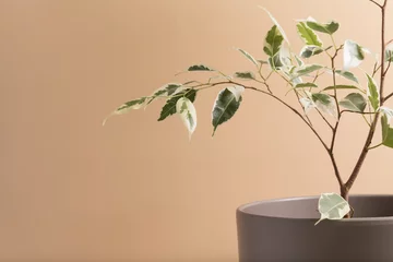Ein Zweig einer grünen tropischen Pflanze Ficus auf einem beigen Hintergrund mit einem Kopierraum. Minimalistische abstrakte Kulisse © OlgaFet