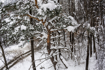 winter landscape with trees and mountains after snow fall 