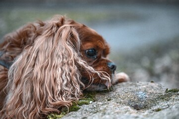 cavalier king charles spaniel dog