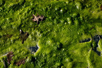 Eutrophication, dense covering of algae on the water in a ditch