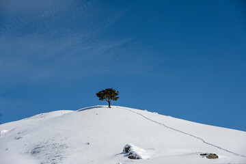 Naklejka na ściany i meble a lone pine tree on the top of a snow-capped mountain against a blue sky and a trail leading to it 