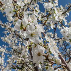 Arbre couvert de fleurs blanches