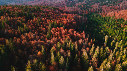 Autumn Colors, in the forest with many fallen leveas in orange color and near a water stream