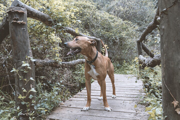 podenco en puente