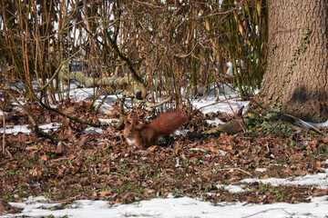 Single squirrel (sciurus) seat on the ground near a tree stem. Side view. Winter in germany.