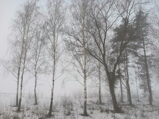 trees in fog in winter
