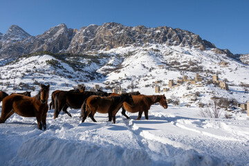 wild horses on the snowy mountain slopes in Ossetia in winter 