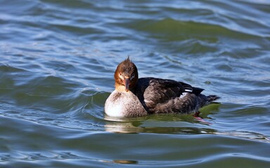 The red-breasted merganser ,diving duck on the lake. Natural scene from Wisconsin.