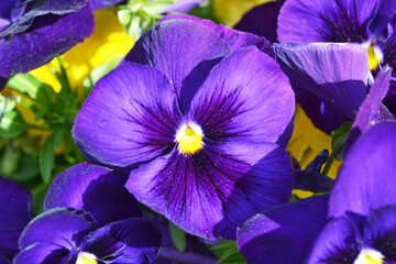 Obraz premium violet wild pansy flowers