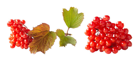 Viburnum berries bunch with foliage isolated on white. Orchard autumn harvest