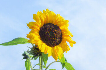 Beautiful sunflower against the blue sky. Summer flowers, agricultural season. Natural floral background