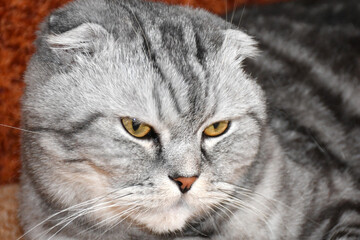 Muzzle of the Scottish Fold cat close-up.