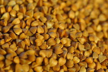 Culinary background - buckwheat groats motif. Natural healthy meal. Groats in high magnification. Brown background with a portion of buckwheat groats in high magnification.