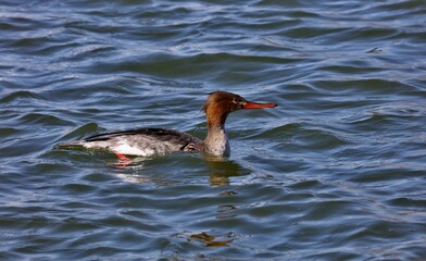 The red-breasted merganser ,diving duck on the lake. Natural scene from Wisconsin.