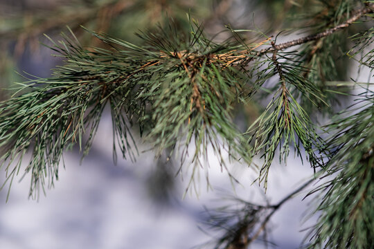 Closeup photo of green needle pine tree on the right side of picture. Blurred pine needles in background