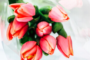 Bouquet of spring pink tulips on a white background.