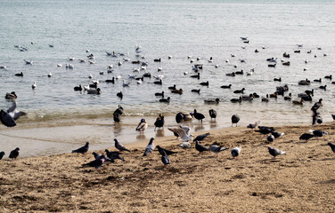 Lots of waterfowl on the beach and in the sea.