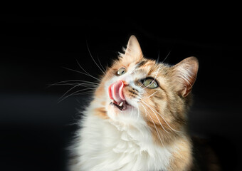 Cat licking lips while waiting for food. Cute female longhair kitty .looking up with long pink...