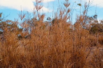 Obraz premium The drought conditions of the bamboo forest in the summer