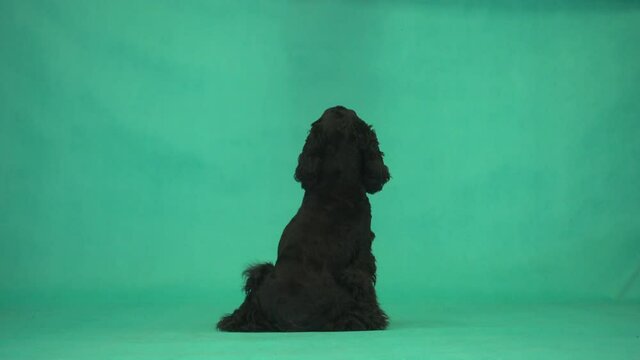 cocker spaniel on green screen