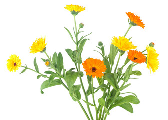 Calendula flowers bouquet isolated on a white background. Medicinal plants. Homeopathy.