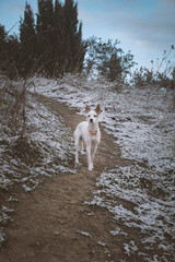 Perro blanco en paisaje nevado