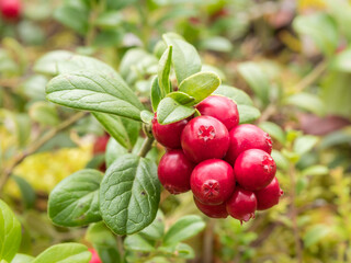 Red berries of lingonberry