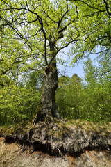 Massive tree with sprouting roots