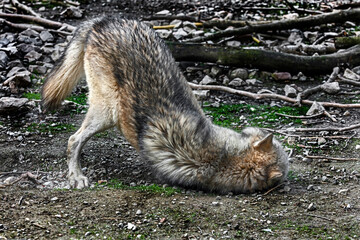 Timber wolf in its enclosure. Latin name - Canis lupus occidentalis	