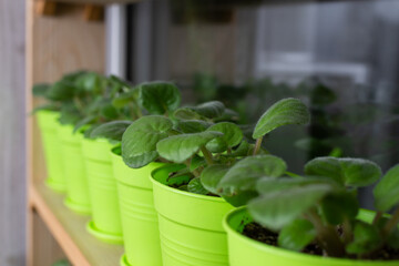 Flowers in pots on the windowsill