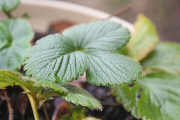 Evergreen strawberries in the garden
