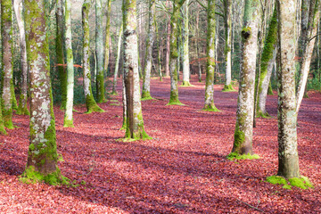 Forêt d'hiver