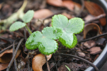 Evergreen strawberries in the garden
