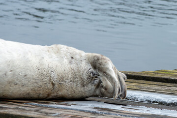 The lower portion of a large bearded adult seal lying on a wooden slipway near the ocean.  The...
