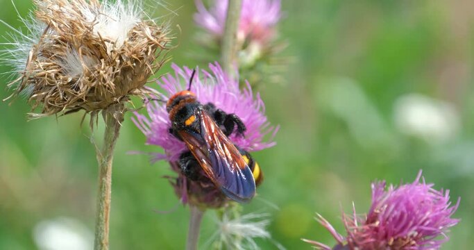 Close up of Mammoth wasp on the flowers