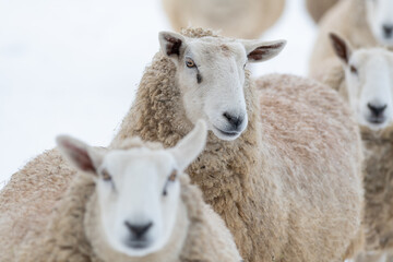 Fototapeta premium A closeup of a large domestic woolly sheep that is staring with its eyes open wide and its ears sticking upwards against a snowy background. The ewe has a large thick coat of wool with bits of dirt.