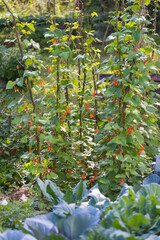 Red and white flowers of kidney bean (Phaseolus coccineus) blooming on green plants in homemade...