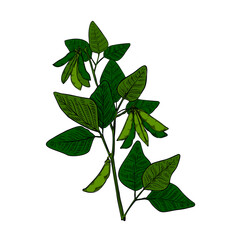 Green soya plant bean sketch in vintage style on black background. Vintage nature illustration. Vector hand drawn illustration. Nature line art.