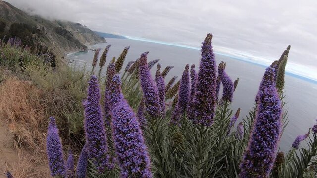 Bright purple flowers over a cliffy coastline, with the ocean in the background, on a cloudy day