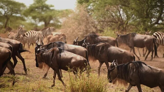 Herd of wildebeest and Grant's Zebra, Serengeti, Tanzania, medium shot