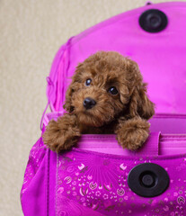 One toy poodle puppy of red brown color is sitting in a bright pink bag briefcase