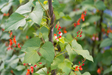 Detail of red and white flowers of kidney bean (Phaseolus coccineus) blooming on green plants in...