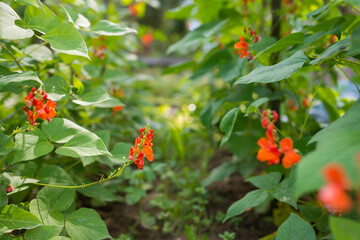 Detail of red and white flowers of kidney bean (Phaseolus coccineus) blooming on green plants in homemade garden. Macro close-up. Organic farming, healthy food, BIO viands, back to nature concept.
