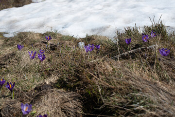 In the mountains nearby Sibiu, Romania early spring with some first flowers blooming at a hillside...